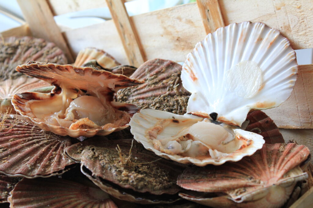 Coquille St Jacques Bay of Saint Brieuc Paimpol